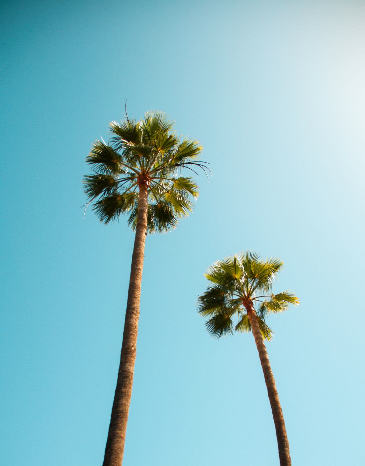 Two tall palm trees against a clear blue sky.